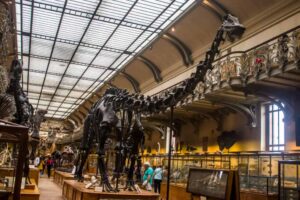 Read more about the article Diplodocus