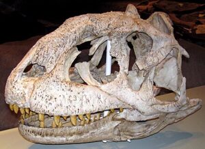 Read more about the article Majungasaurus