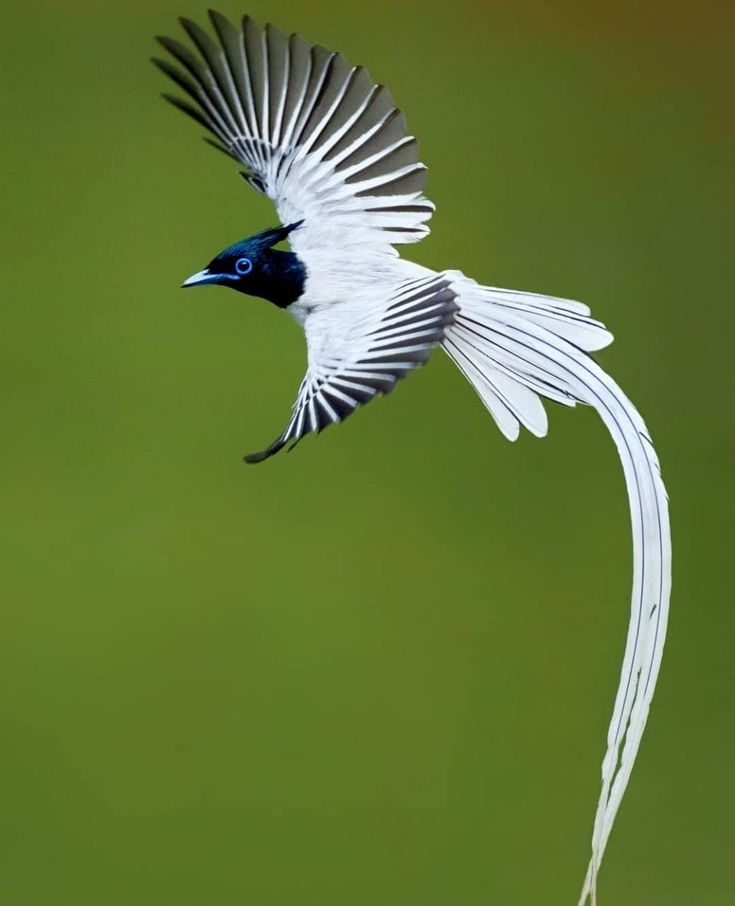 Read more about the article Paradise Flycatcher